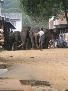 Elephants